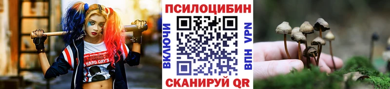 Купить закладки  Новая Ладога  Псилоцибиновые грибы Cubensis 